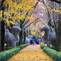 2021南京钟山风景区国庆节游玩攻略