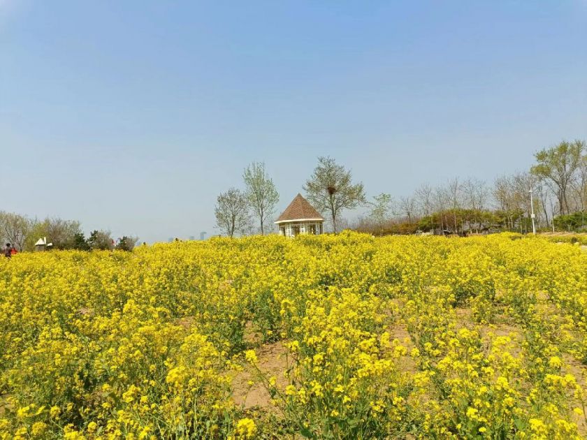 青岛西海岸有哪些小众赏花地？