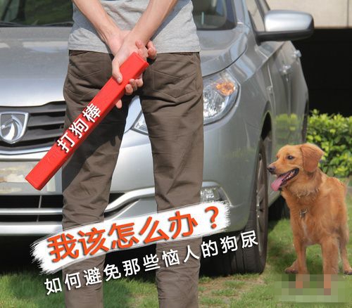 狗尿对轮胎有影响吗?如何防止狗尿