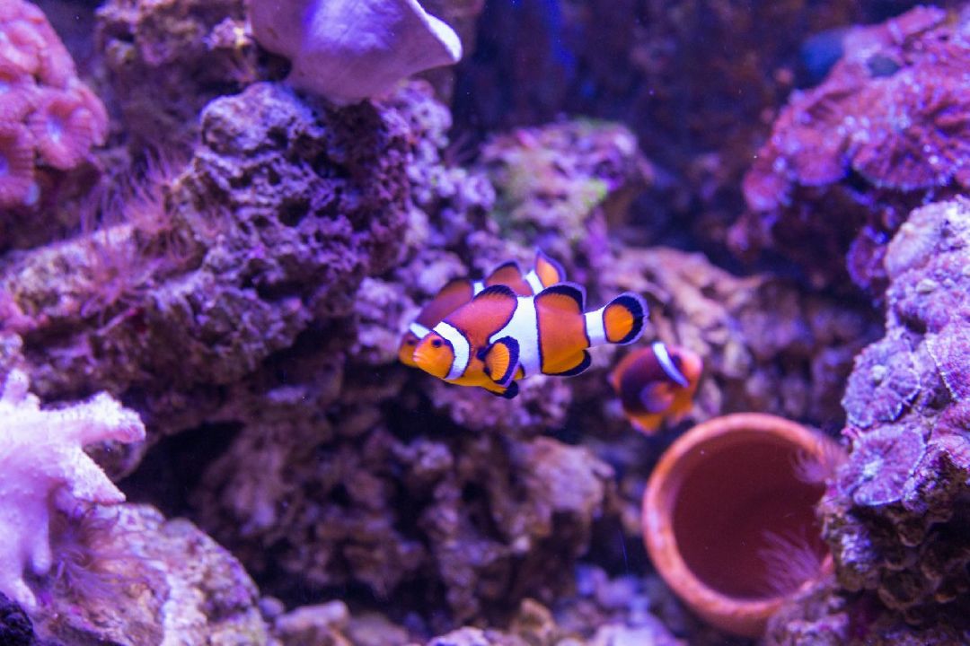 汕头莲花峰海洋文化馆游玩路线攻略