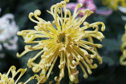 【一城一食】这里菊花开的正妖艳