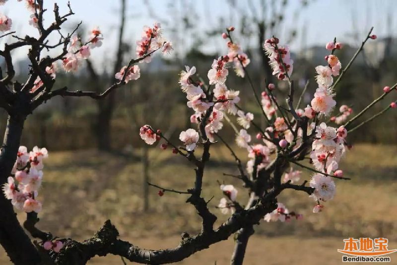 上海莘庄梅园好玩吗(门票 地址 交通指南)