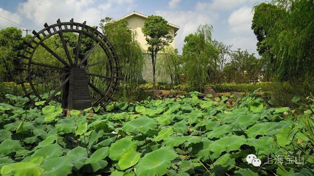 途经顾村公园,东方假日田园,闻道园等旅游景点.   1顾村公园