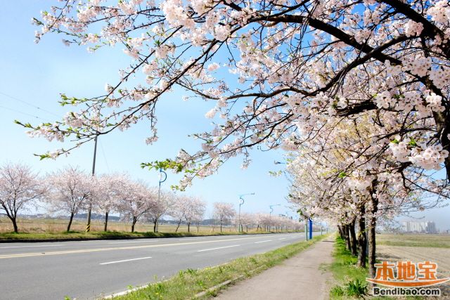 济州岛樱花节领衔 韩国2016各地樱花节地点及