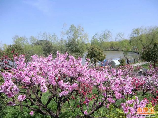 十大桃花观赏胜地汇总 最美视觉盛宴（图）