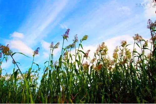 2016崇明芦穄节清新的小甜蜜