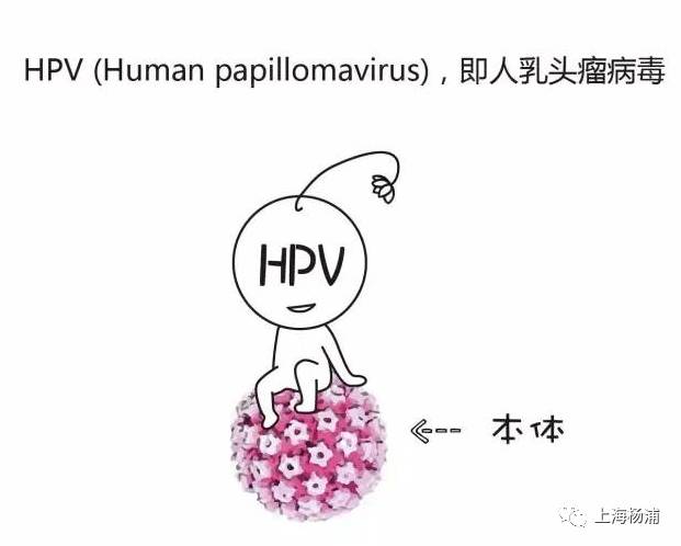 上海杨浦区2价宫颈癌疫苗介绍预约|附疫苗接种