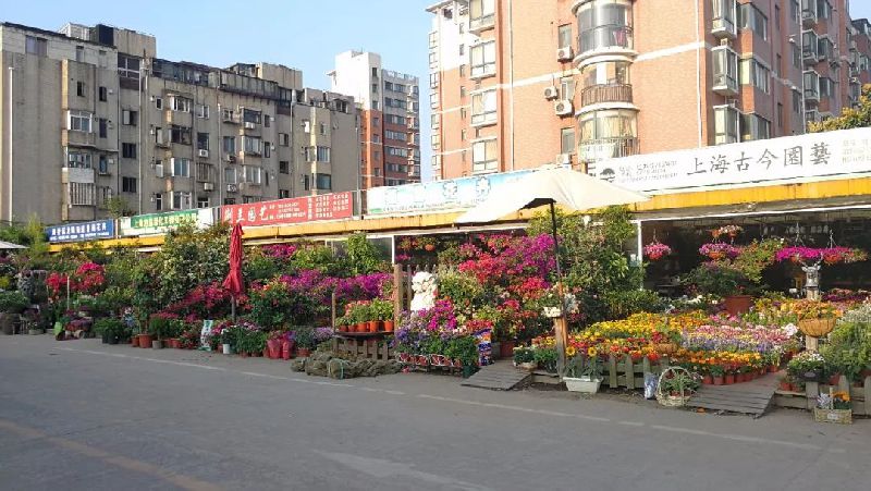 上海长宁周边特色花鸟市场推荐 安顺路花鸟市