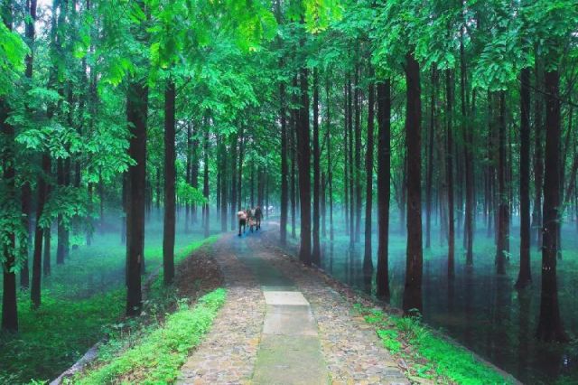 上海旅游 周边游玩 上海周边避暑 > 上海周边这4个小众森林公园最适合