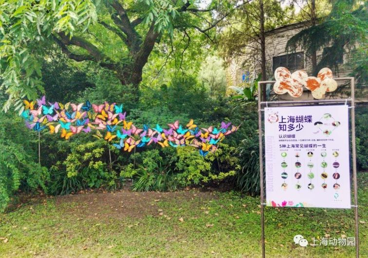 2018上海动物园第六届蝴蝶展9月28日盛大开幕