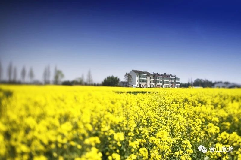 新葡新京金山2020全年赏花地图出炉 在这里邂逅花海