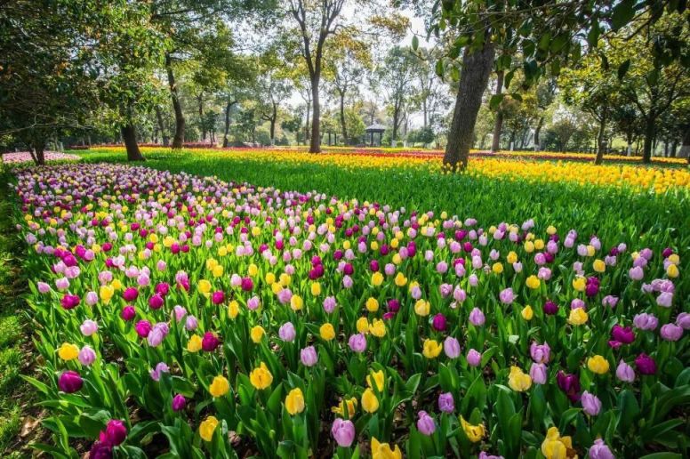 旅游 > 2021上海郁金香花展游玩攻略   一个充满绿野仙踪情趣的花园种