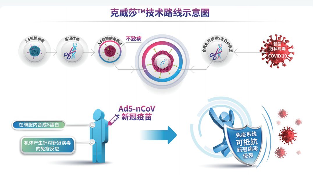 腺病毒载体新冠疫苗是什么意思附说明书