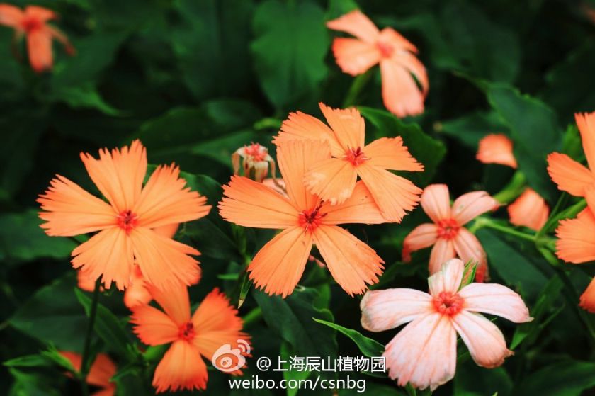 2021上海辰山植物园夏季游玩攻略