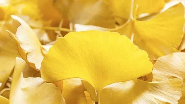 嘉定古银杏公园最佳观赏期 门票 地点=交通