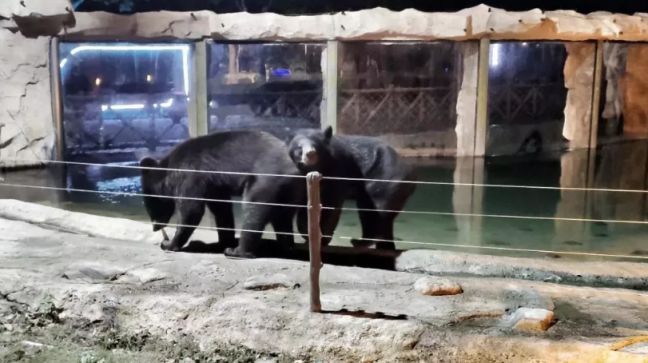 上海野生动物园夜间动物园将于8月8日对公众开放(附购票方式)