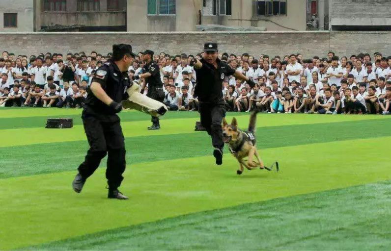 2019亚洲宠物展反恐特战犬表演时间 展馆