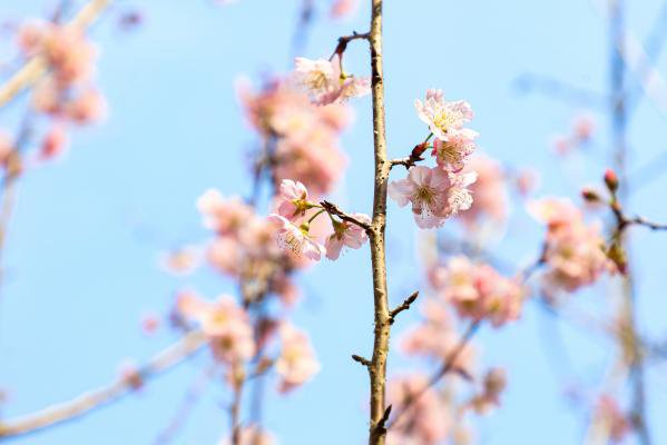 图片2021新图片春天,2021年春天图片 2021上海樱花节时间 地点 交通
