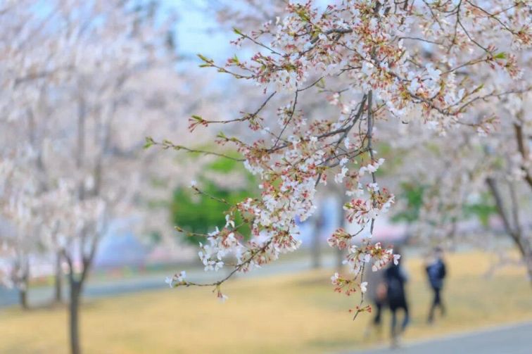 上海世纪公园樱花观赏攻略 (花期 品种 赏樱区)