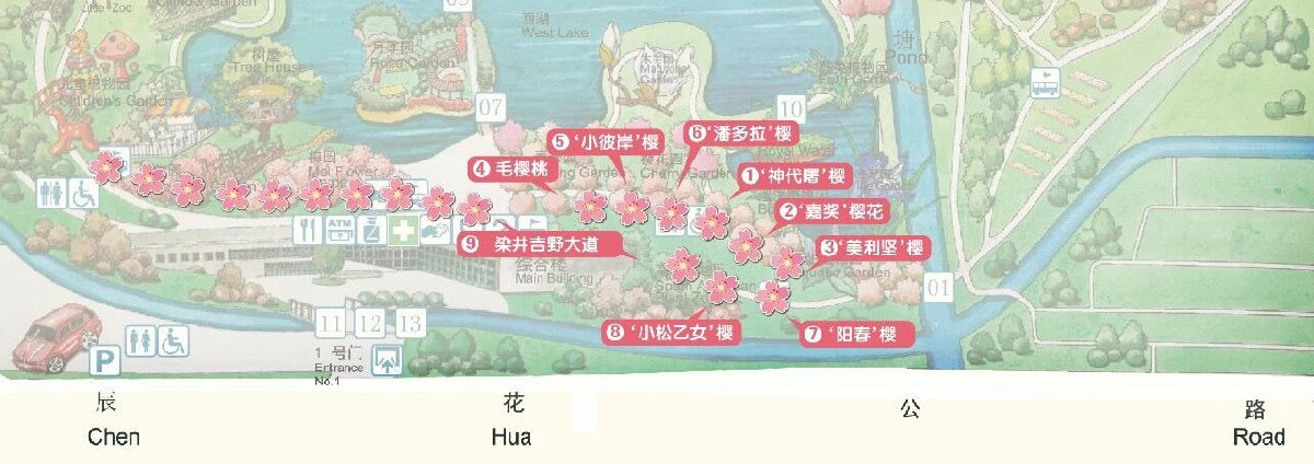2021上海辰山植物园樱花攻略(赏樱时间 赏樱路线)
