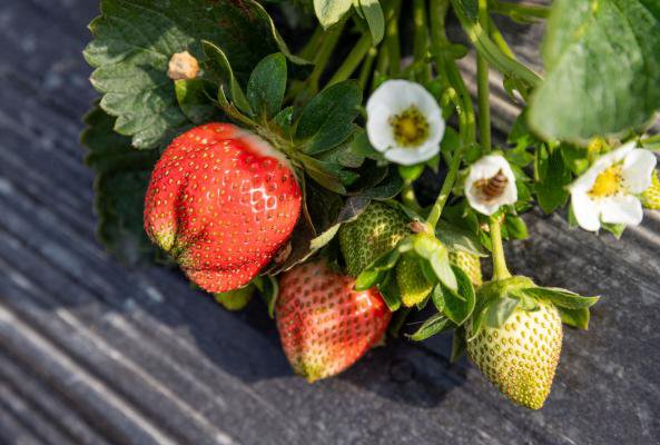 上海嘉定草莓采摘园地址一览表