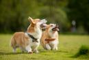 广州养犬登记证注销流程指引（2025年最