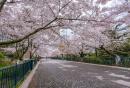 苏州有轨电车樱花大道在哪（附交通路线