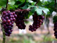 2022重庆璧山葡萄几月份成熟？