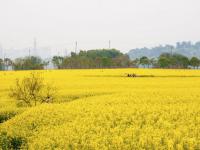 重庆主城油菜花景点在哪里?