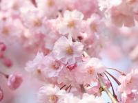 长沙全年赏花时间表（春夏秋冬）