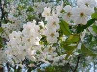 长沙赏花去哪?长沙赏花的地方汇总