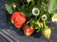 上海嘉定草莓采摘園地址一覽表
