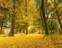 成都一日游免费景点大全