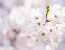 长沙玉湖公园樱花观赏指南（门票+开花时间+地址）