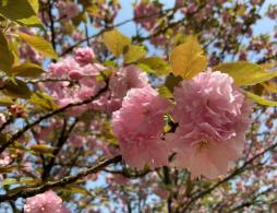 橘子洲樱花攻略（花期+预约+交通）