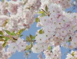 长沙烈士公园樱花攻略（在哪里+开了吗+门票）