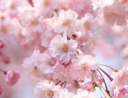 长沙洋湖湿地公园樱花攻略（开花时间+门票+地址）