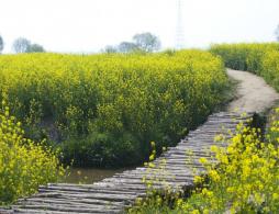 长沙油菜花景点推荐大全（附观赏时间、攻略）