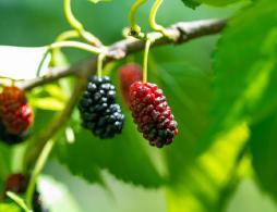 长沙水果采摘攻略汇总（草莓、桑葚、杨梅、葡萄、蓝莓）