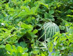 长沙全年水果采摘攻略（附时间+地址+价格）