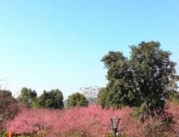 湖南省植物园网上预约指南（入口+时间+流程）