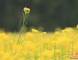 2016沈阳端午节赏油菜花好去处推荐 北陵公园油菜花首次盛开