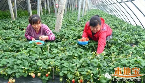 苏州草莓采摘圣地推荐 