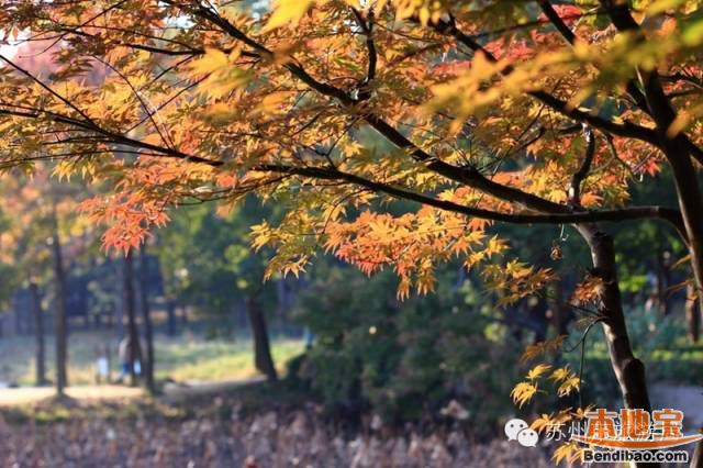 苏州到天平山自驾赏枫攻略（开放时间+路线+