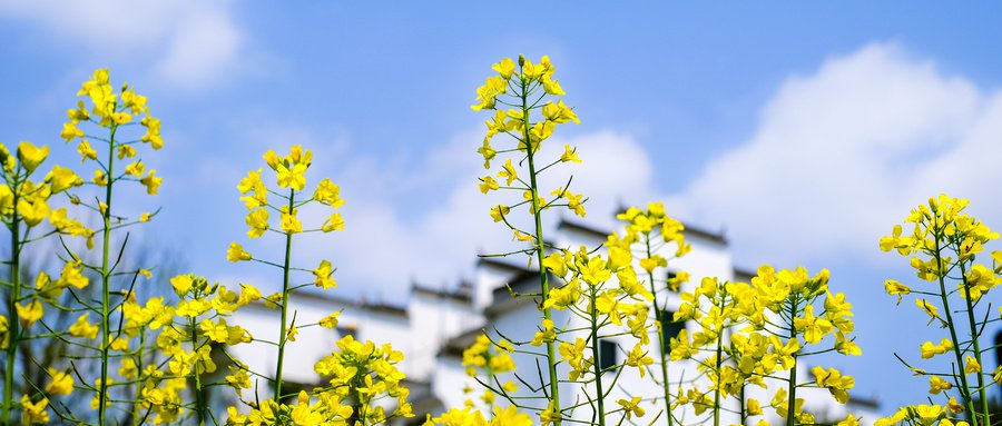 苏州阳澄湖油菜花开花时间