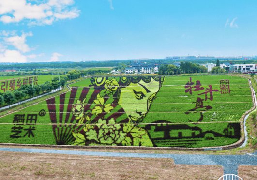 苏州稻田画观赏路线指南