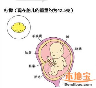 怀孕四个月肚子有多大?孕第四个月胎儿和准妈妈的症状