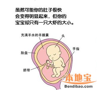 怀孕四个月肚子有多大?孕第四个月胎儿和准妈