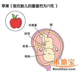 怀孕四个月肚子有多大?孕第四个月胎儿和准妈妈的症状