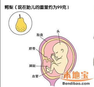 怀孕四个月肚子有多大?孕第四个月胎儿和准妈妈的症状